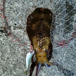 春アオリイカ狙い