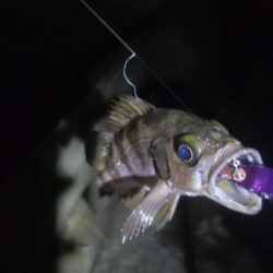 やっとマシなサイズが