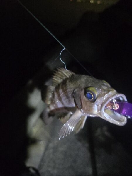 やっとマシなサイズが