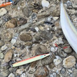 小さい青物やった