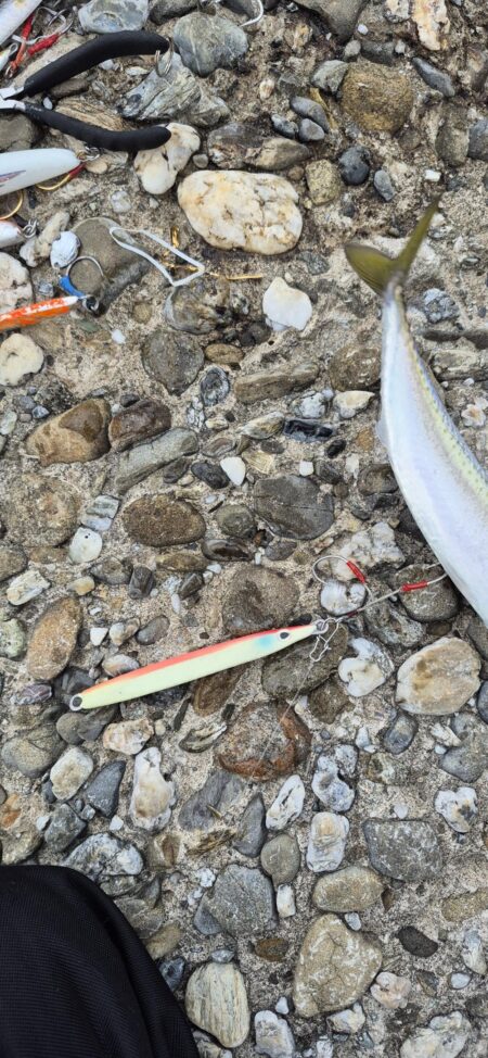 小さい青物やった