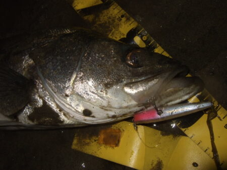 久々の河川シーバス