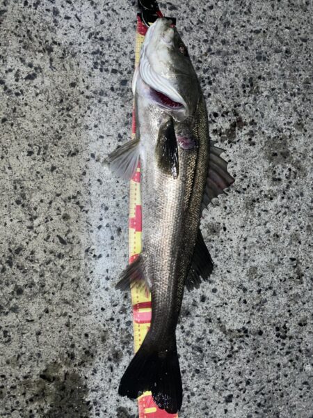 爆風ライトゲームでランカーGET❗️