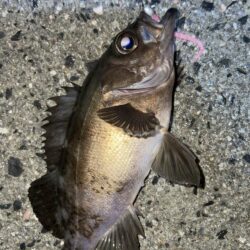 雨中のメバリング