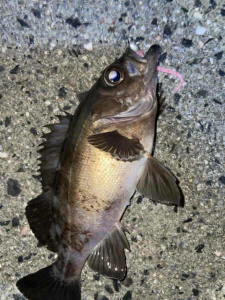 雨中のメバリング