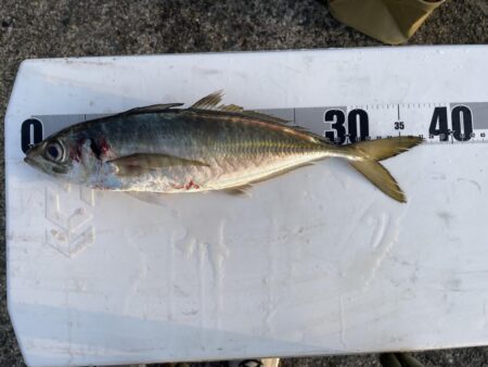 ギガアジを求めてリベンジ