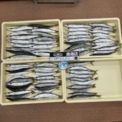 初心者必見・カマス爆釣り