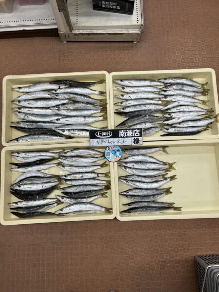 初心者必見・カマス爆釣り