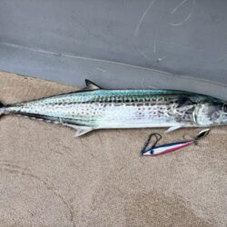 舞鶴ジギング船サワラ便で爆釣