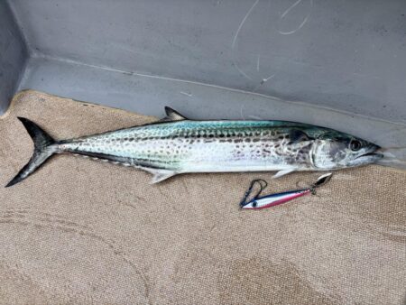 舞鶴ジギング船サワラ便で爆釣