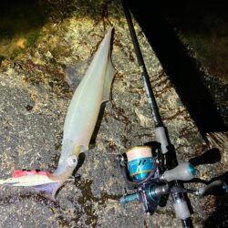 今年初ヤリイカ