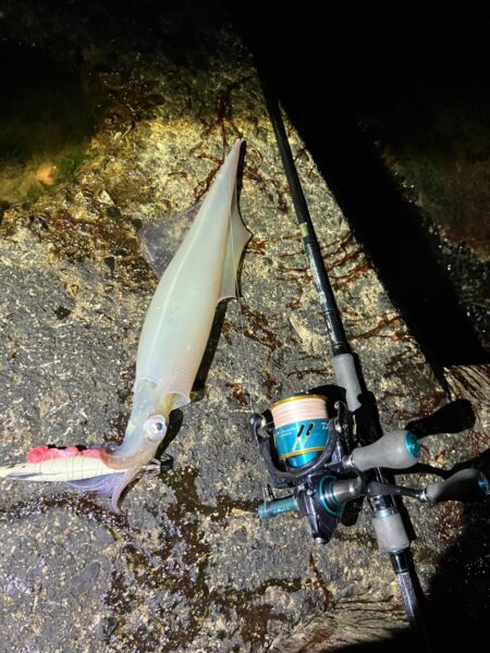 今年初ヤリイカ