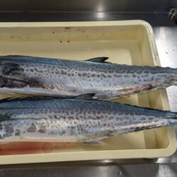 ブレードジギング