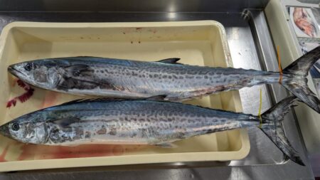 ブレードジギング