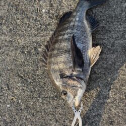 久しぶりのチヌ釣れました