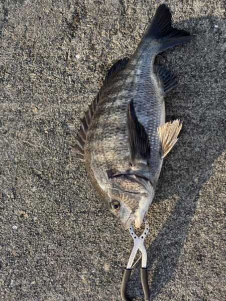 久しぶりのチヌ釣れました