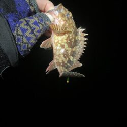 東二見メバル25