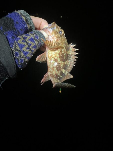 東二見メバル25