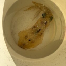 沖縄伊江島周辺ティップラン