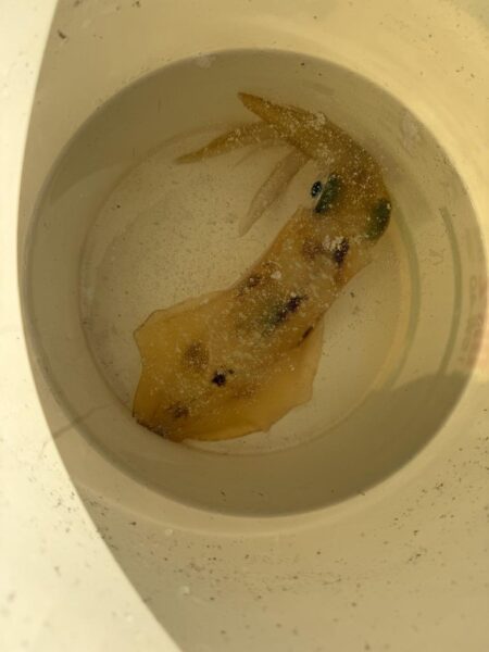 沖縄伊江島周辺ティップラン