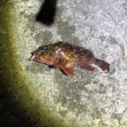 紀北メバル調査