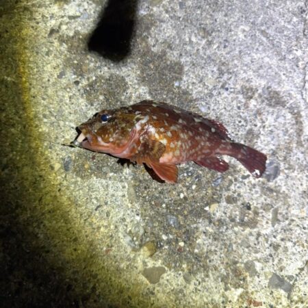 紀北メバル調査