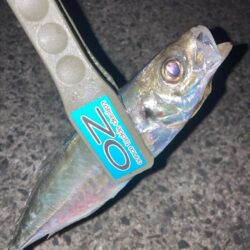 連日のフロートアジングでアジ8匹GET