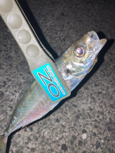 連日のフロートアジングでアジ8匹GET