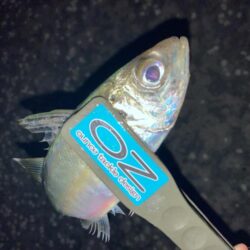 ナイト フロートアジング