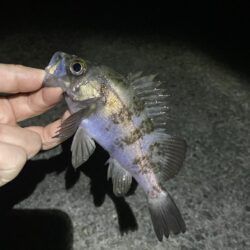 渋いアフターメバル