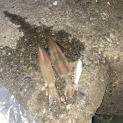 久しぶりのヤリイカ釣り