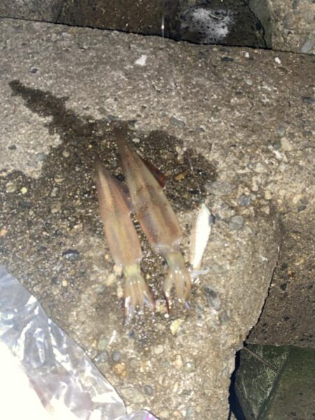 久しぶりのヤリイカ釣り