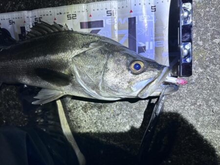 あるルアーで検証したらランカーキャッチ!