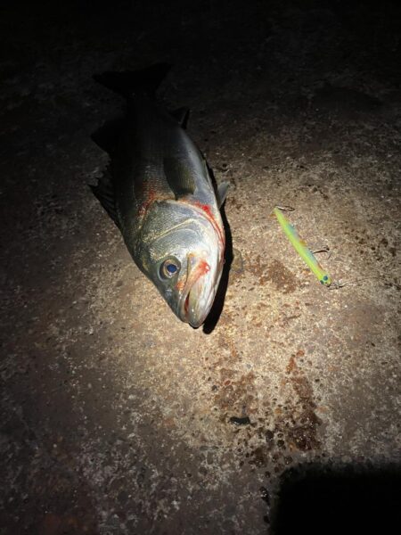 バチ抜けシーズンk開始か⁉︎