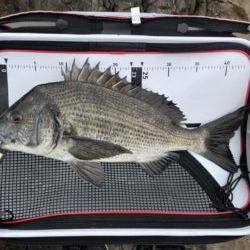 寒グレ、乗っ込み?チヌ