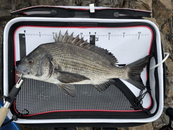 寒グレ、乗っ込み?チヌ