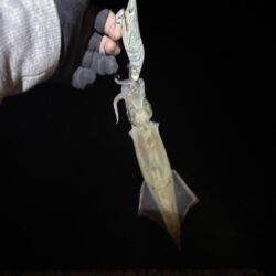 【常神半島】初ヤリイカ！