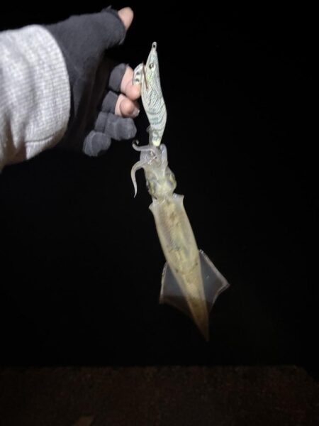 【常神半島】初ヤリイカ！