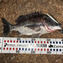 ナイトシンペンでチヌ！