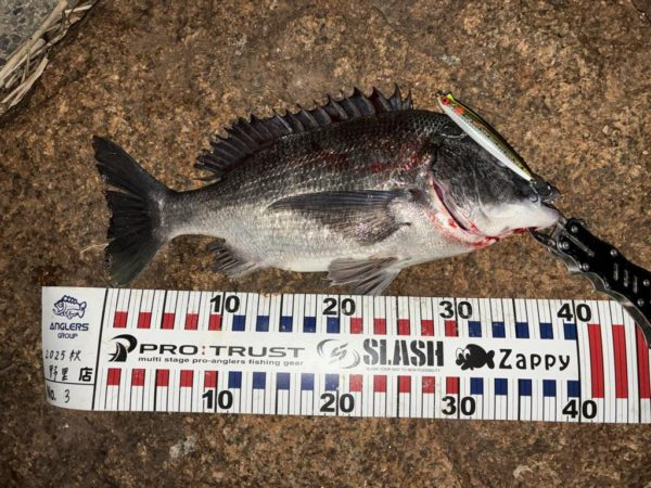 ナイトシンペンでチヌ！