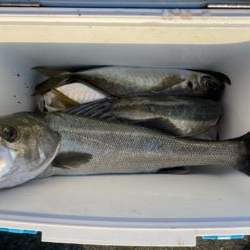 ギガアジとシーバス