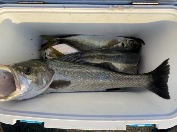 ギガアジとシーバス