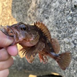 2026.No.5 ライトゲーム