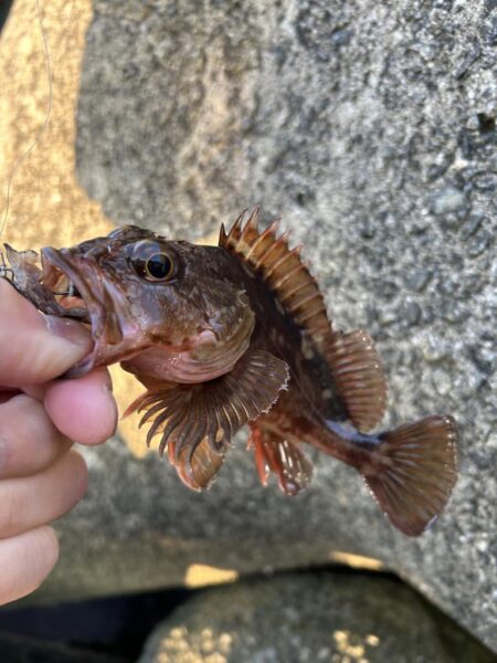 2026.No.5 ライトゲーム