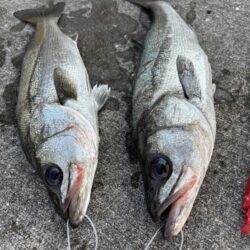 久々のハネ釣れました