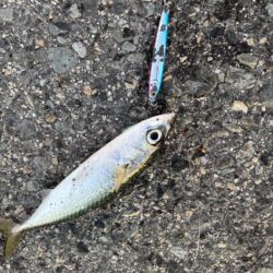 ショアジギング　4