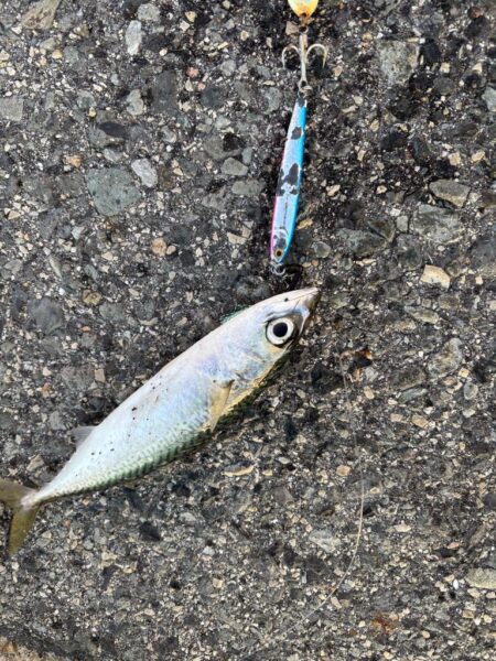 ショアジギング　4