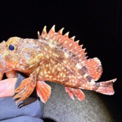 バレンタインデーメバリング