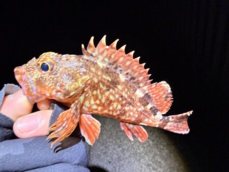 バレンタインデーメバリング