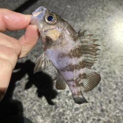 サイズ伸びず苦戦